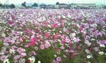 blog_import_51a714493d558