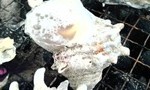 blog_import_51a72020bcc3d