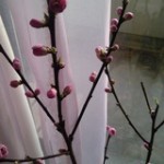blog_import_51a7238d8863f
