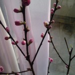 blog_import_51a723903e2c0