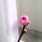 blog_import_51a7239358492