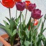 blog_import_51a723ff7c3d2