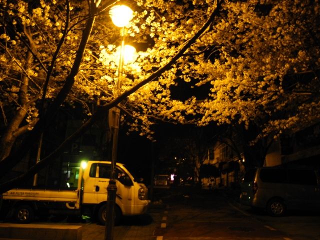 夜桜