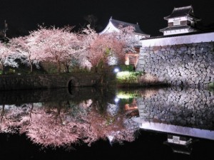 舞鶴公園　桜
